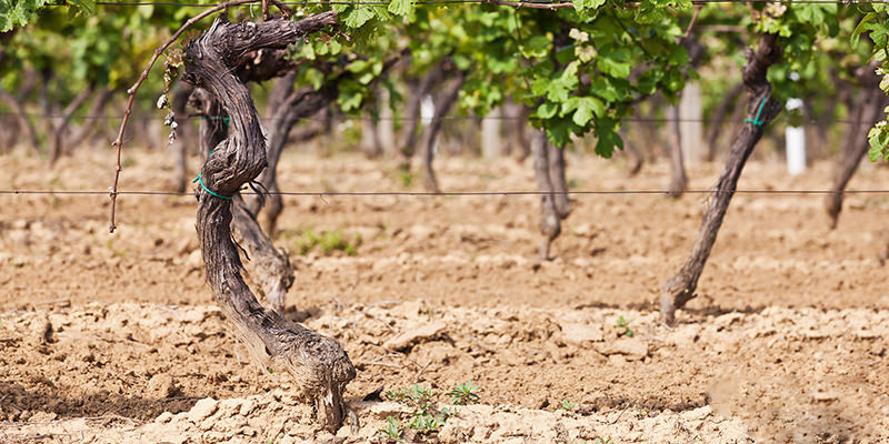 Подходящие почвы для выращивания винограда